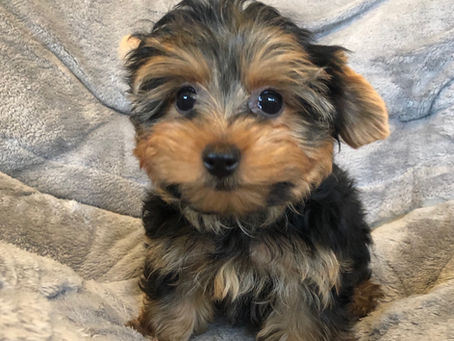 Getting to Know the Yorkshire Terrier