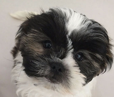 Shih-Tzu puppies for sale.