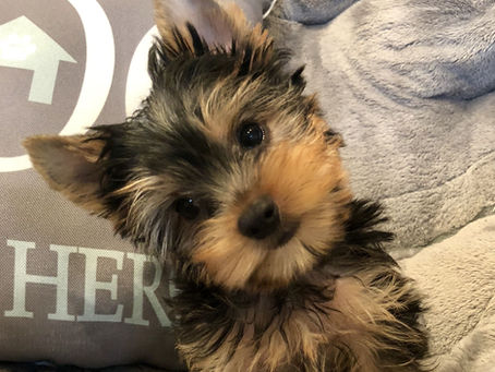 3 Ways To Keep Your Petite Puppy Happy And Healthy