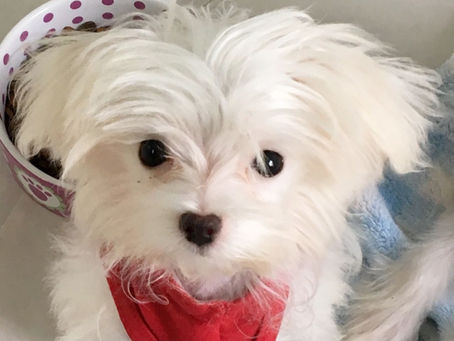 All About Maltese Puppies