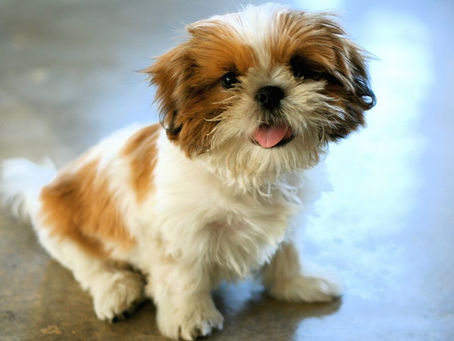 Getting to Know More About the Shih-Tzu