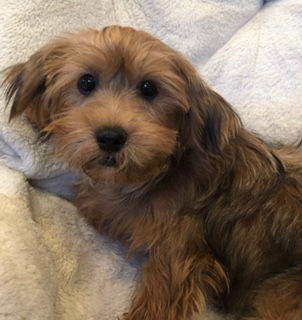 The Shorkie: What You Need To Know About This Wonderful Puppy